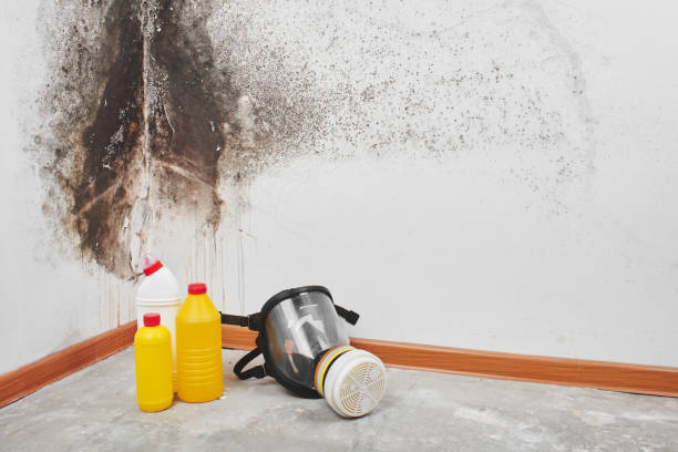 Best Mold Cleaning Services  in Spring City, UT