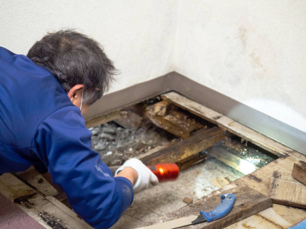 Best Mold Cleaning Services  in Spring City, UT