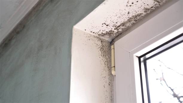 Best Mold Testing  in Spring City, UT