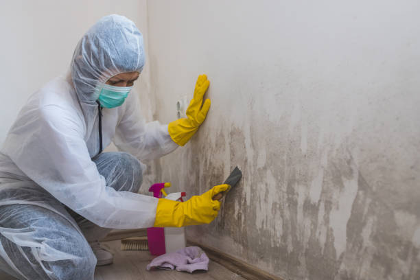 Best Home Mold Removal  in Spring City, UT