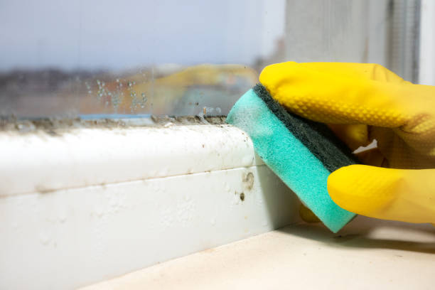 Best Mold Testing and Removal  in Spring City, UT