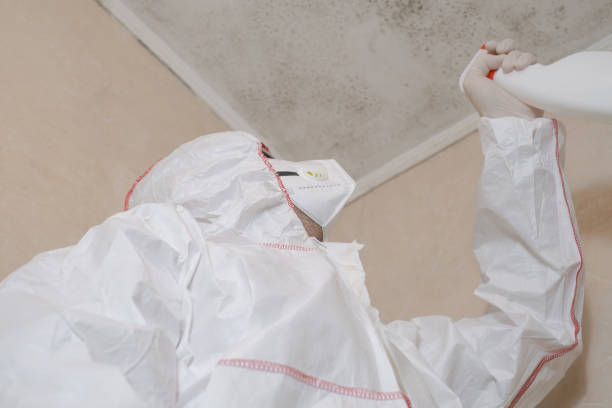 Best Mold Remediation Experts  in Spring City, UT