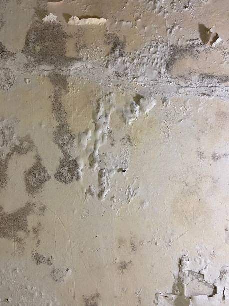 Best Affordable Mold Removal  in Spring City, UT