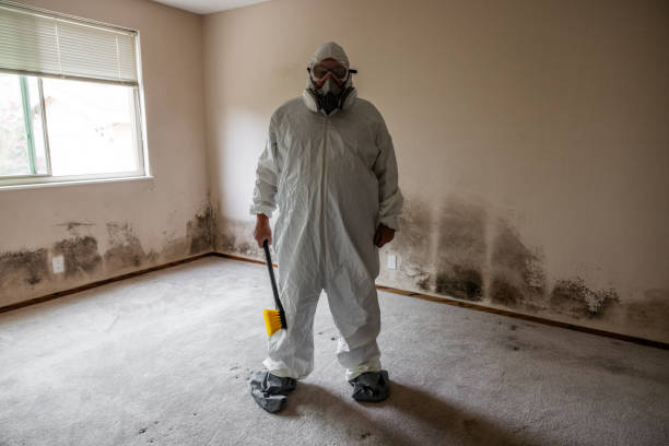 Home Mold Removal in Spring City, UT
