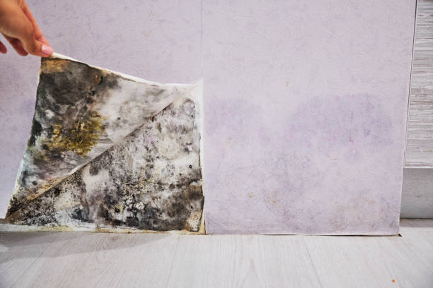 Professional Mold Removal in Spring City, UT